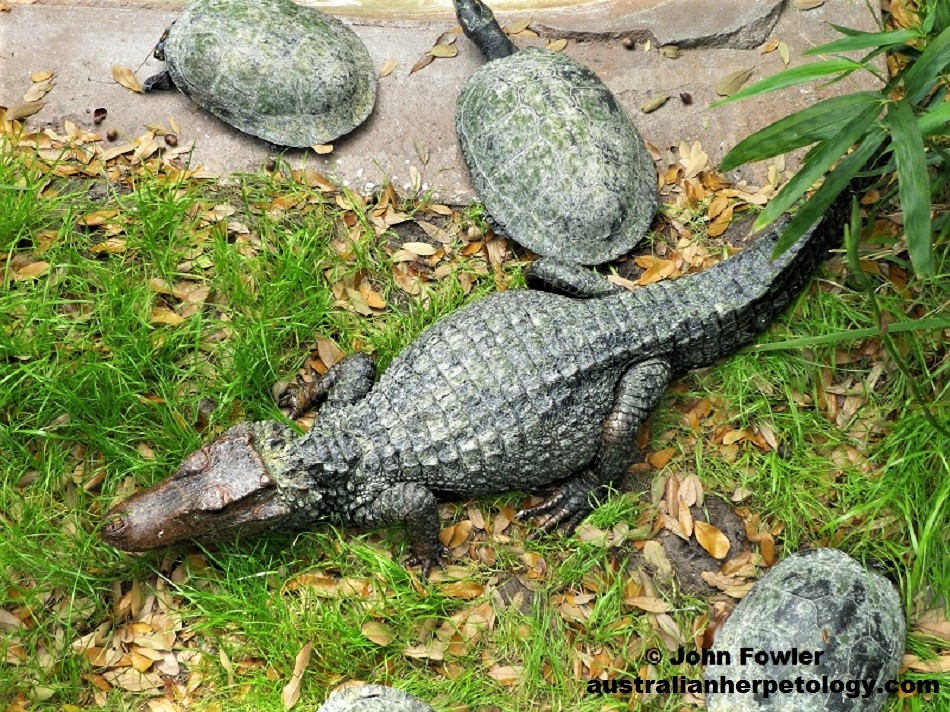 Cuvier's Dwarf Caiman